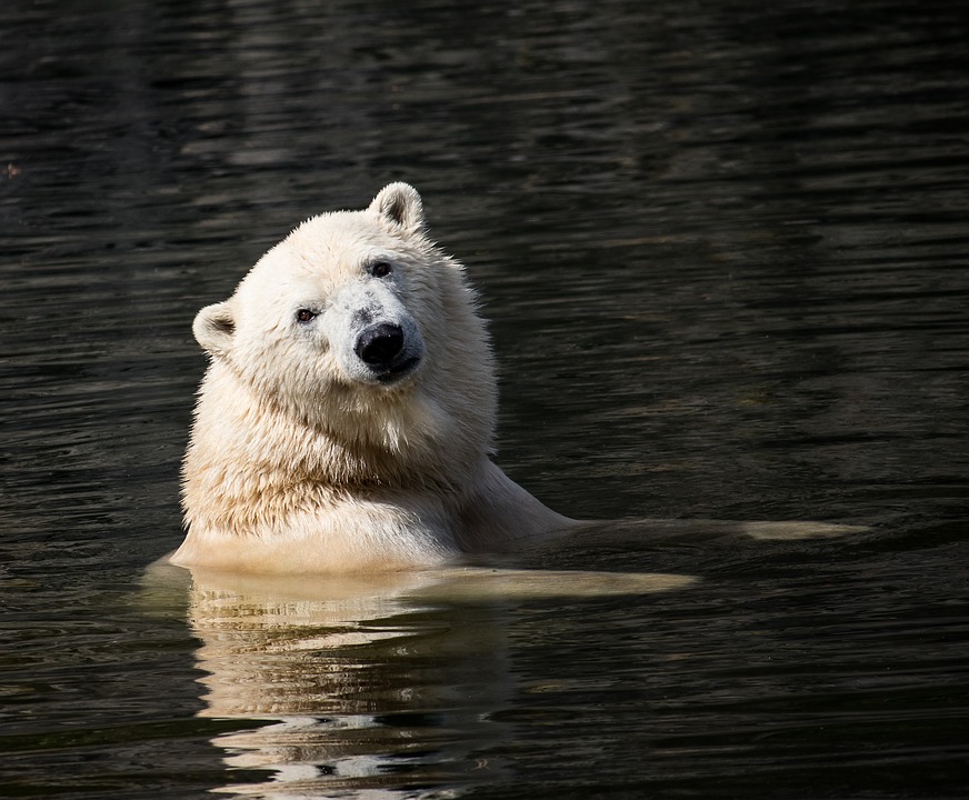 Экспедиция «Ямал–Арктика 2019» завершила исследования белых медведей 