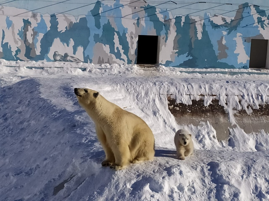 Опекаемая «Роснефтью» медведица в Якутии показала своего малыша онлайн