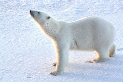 «Роснефть» продолжит изучение белых медведей