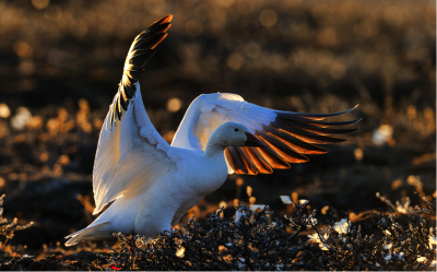 На острове Врангеля численность белых гусей достигла максимума за полвека