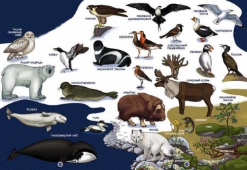 Фауна Арктики