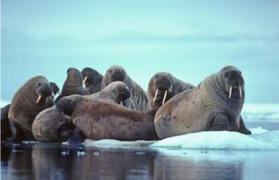 WWF Russia has started fundraising campaign for the study of Atlantic walrus at Nenets Autonomous Area