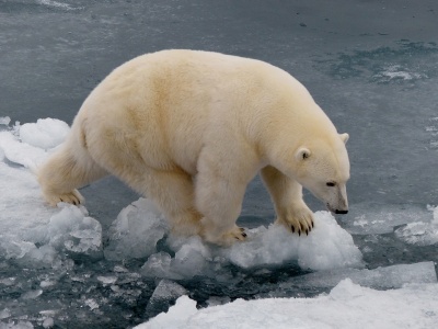 В Арктике впервые в истории зафиксировали 35 градусов жары