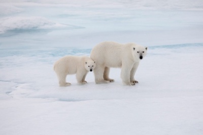 WWF и «Роснефть» будут охранять редких животных Арктики вместе