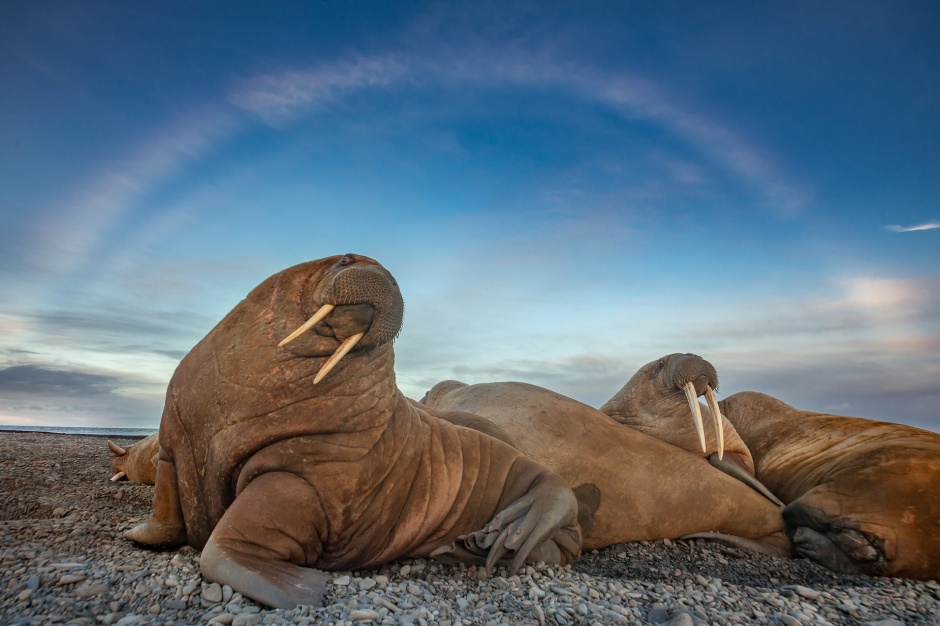 Сибирские ученые готовят проекты по защите моржей