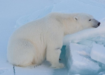 Мифы об Арктике: белый медведь.