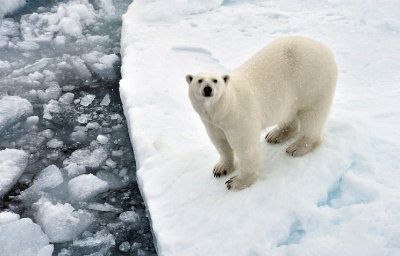 В «Русской Арктике» начался сезон полевых научных экспедиций