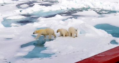 «Красавцы!» Дмитрия Артюхова умилили три медведя возле ледокола