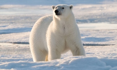 Ученые выявили маршруты белых медведей