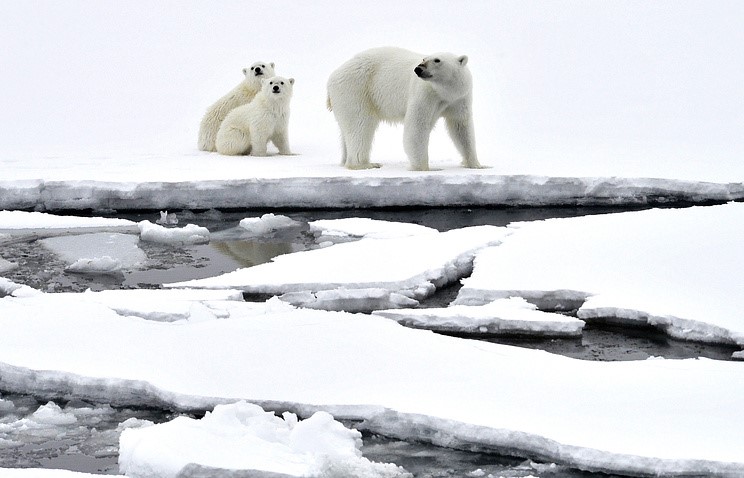 В «Русской Арктике» завершилась экспедиция по изучению белых медведей