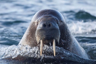 «Роснефть» проведет в 2020-2023 годах исследования животных Арктики