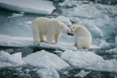 Экспедиция «Кара-зима-2015» пополнила знания о белых медведях