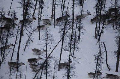 Сибирские ученые исследовали популяцию дикого оленя