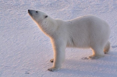 Экспертный совет по Арктике и Антарктике обозначил планы на 2015 год