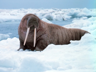 «Роснефть» реализует масштабную программу изучения моржей в Арктике