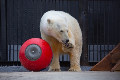 Белые медведи в зоопарке Якутска получили новые игрушки от «Роснефти»